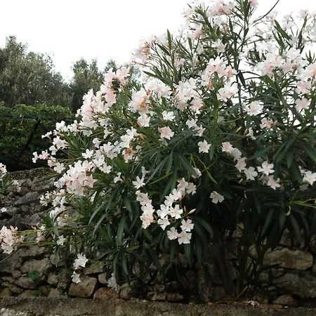 Fatiras アパート *