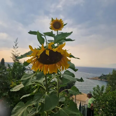 Fatiras Studios * Kassiopi